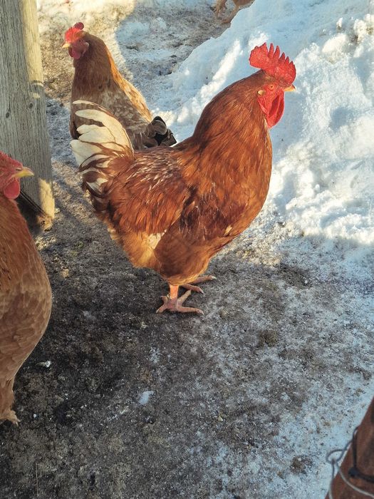 Vand cocoș tânăr de țara