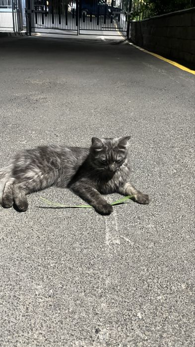 Кошка в добрые руки