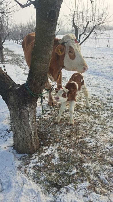Baltata Romaneasca cu vitel de o saptamana de vanzare