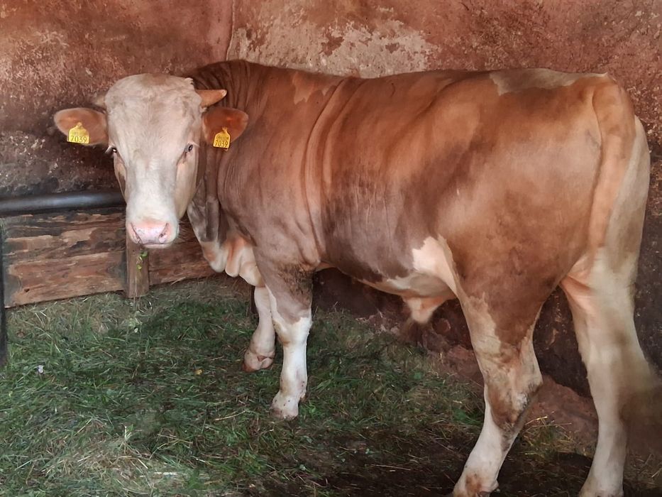 Vitel de vanzare Urgent