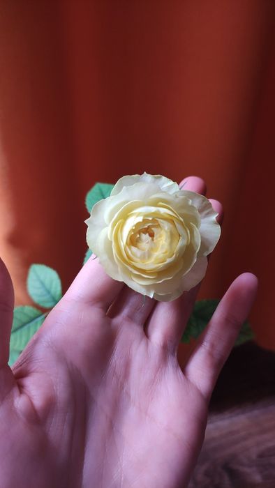 Продам черенок домашней розы