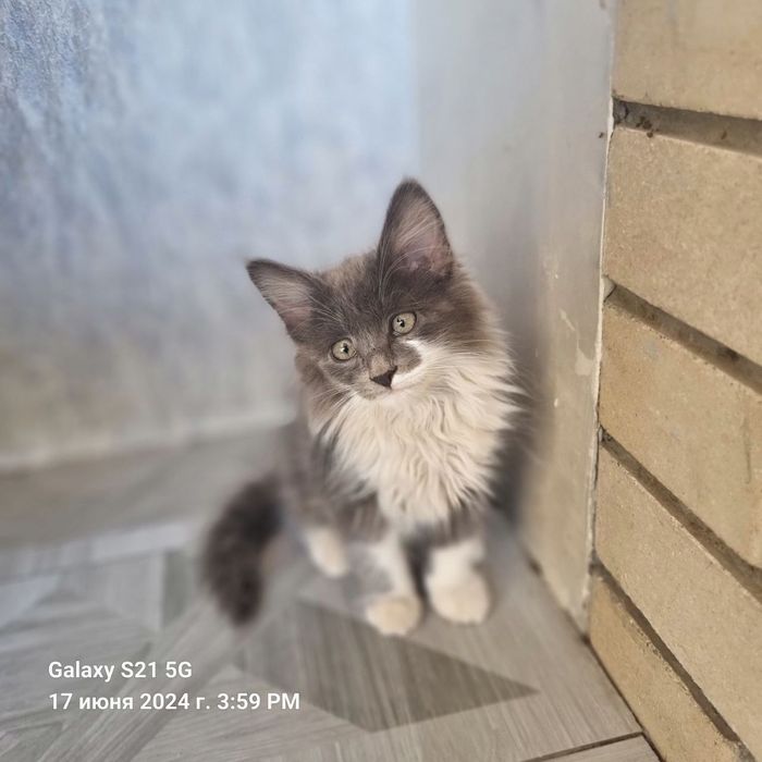 Scottish straight haylent mushuk bolasi 3 oy