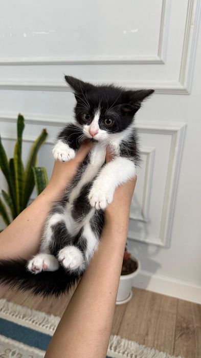 Кошка маленький мальчик ..