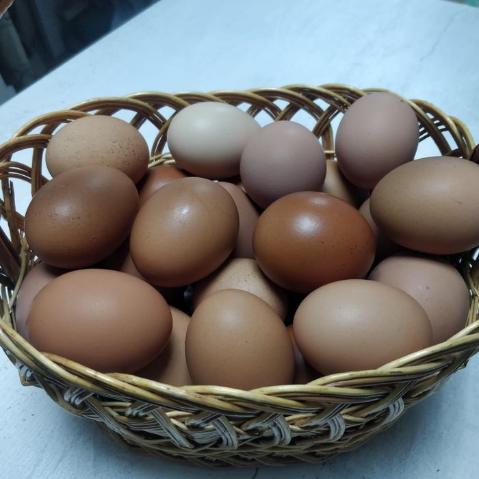 Куриное яйцо домашние