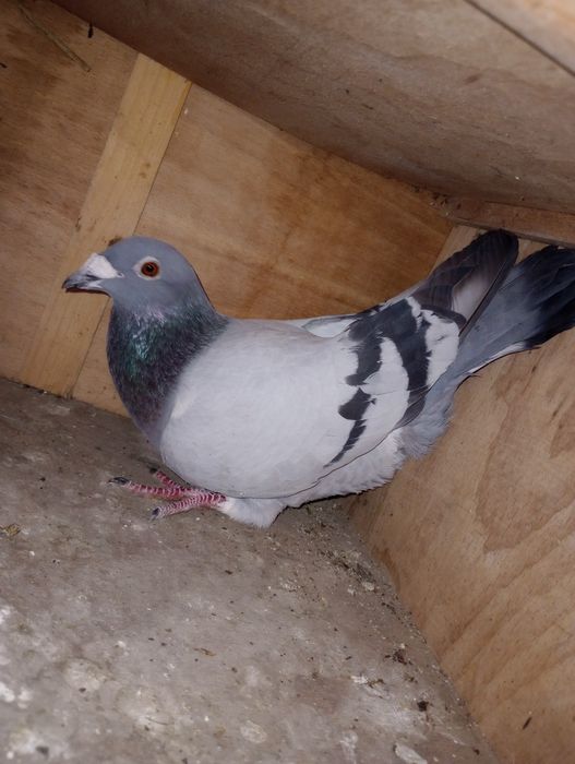 Se dau din lipsă de spațiu.