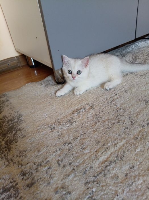 Продаются котята