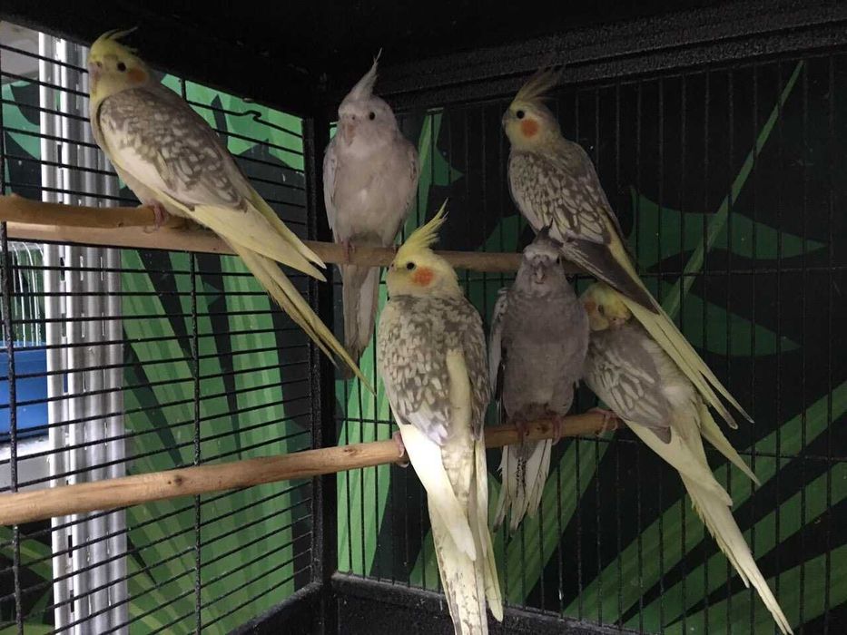 Продам кареллы пары