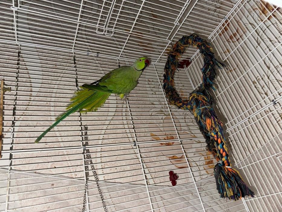 Попугай ожереловый