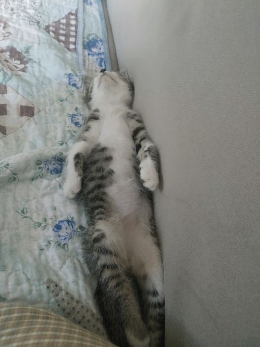 отдам котят 2 мальчика