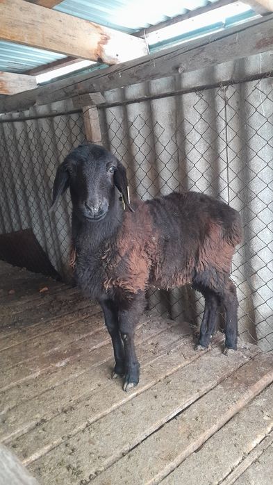 Ұрғашы тоқтылар сатылады