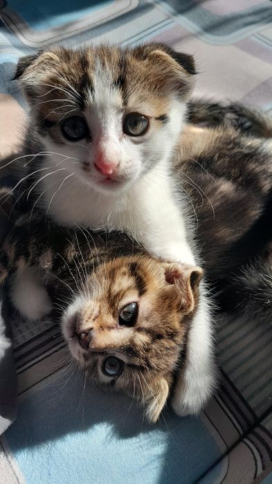 Продам котят шотландских вислоухих