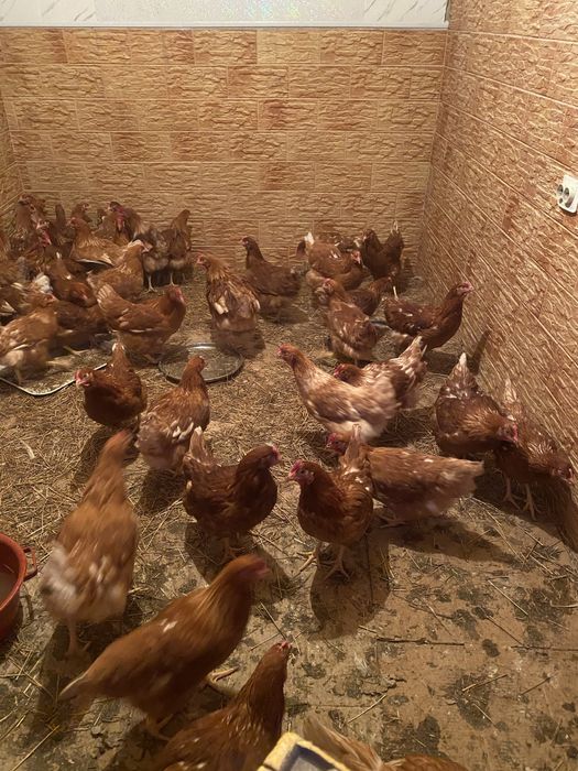 Продам красные куры