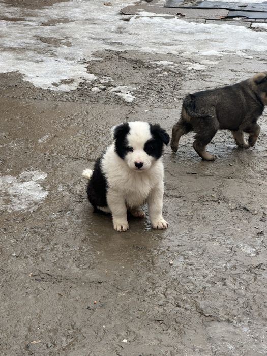 Щенки овчарки и тобета