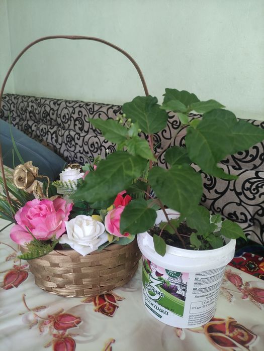 Ухоженные комнатные растения
