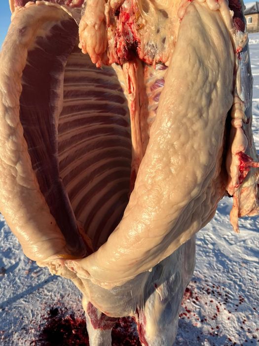 Жабағы Жабағы бармақ қазы соғым.