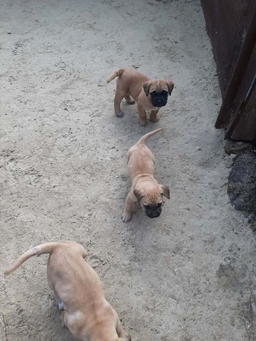 Продавам малки кучета кане корсо