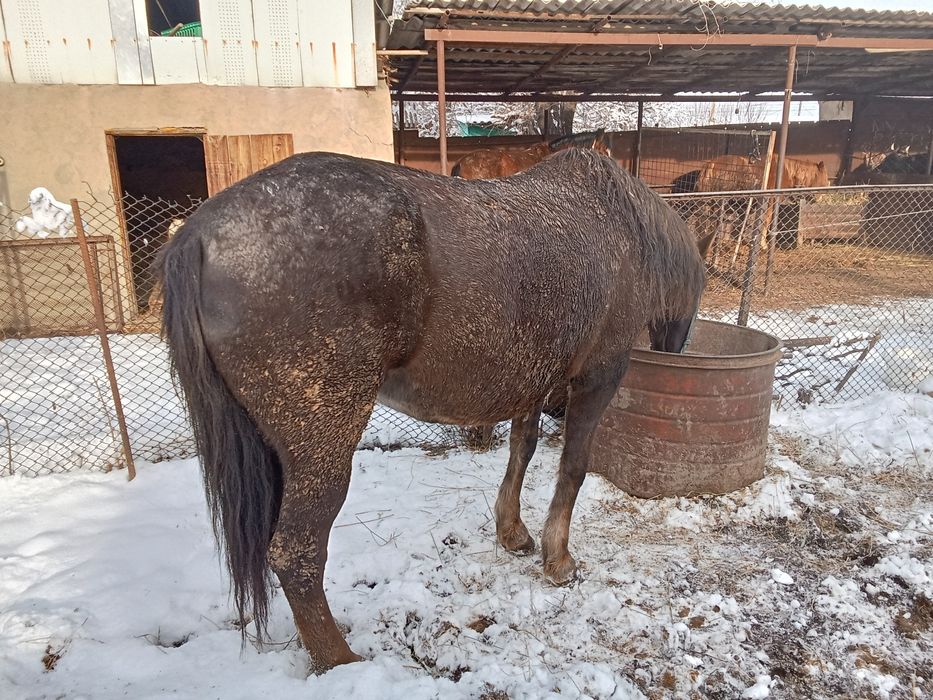 Бие сатылады семиз
