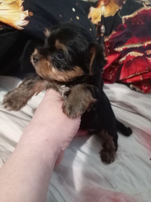 Продам щенка йорка