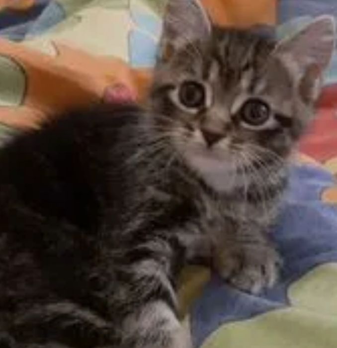 Отдам котят в хорошие руки