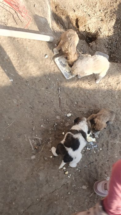 Отдам щенят в хорошие руки