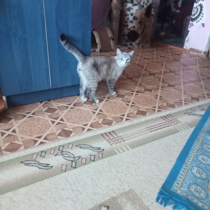 Отдам в хорошие, добрые руки.и