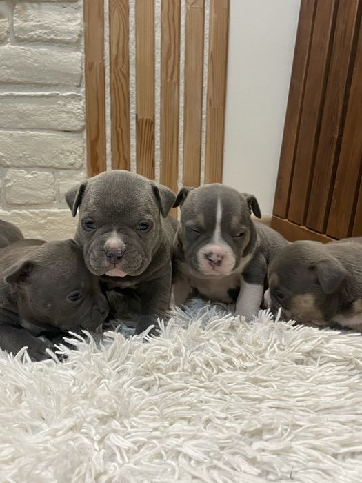 ТОП Реални ПОКЕТ Американско були / Трицветни