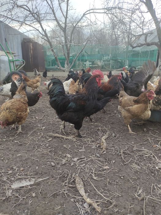 Продам петухов домашных