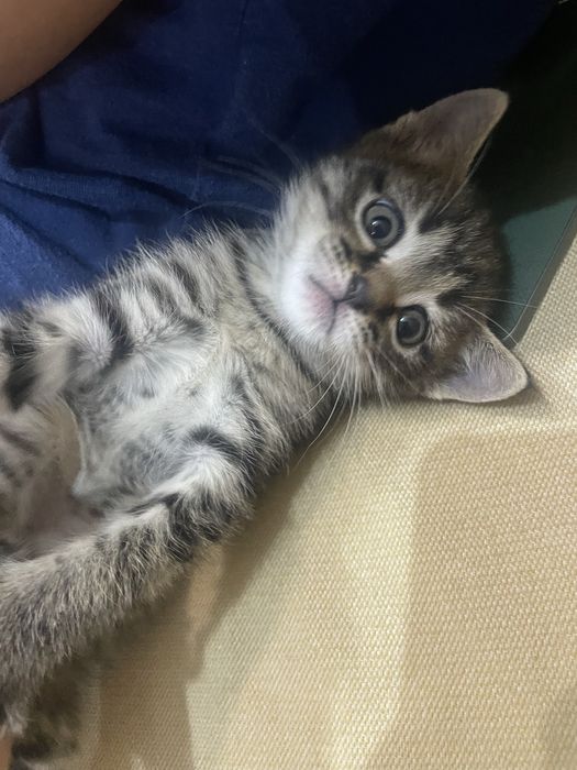 Британский котенок метис