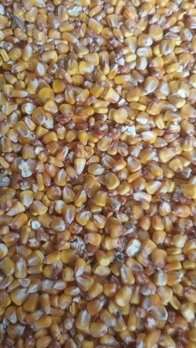 Vând grâu,  porumb,  orzoaica