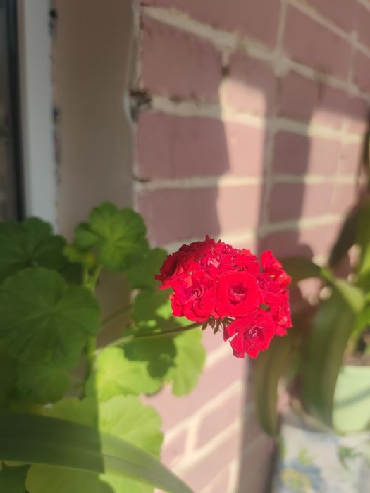 Продам красную герань