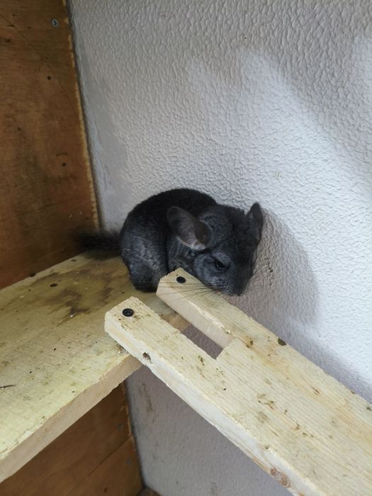 Продаются шиншиллы