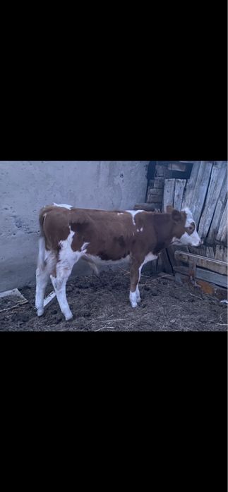 Продам корову с теленком