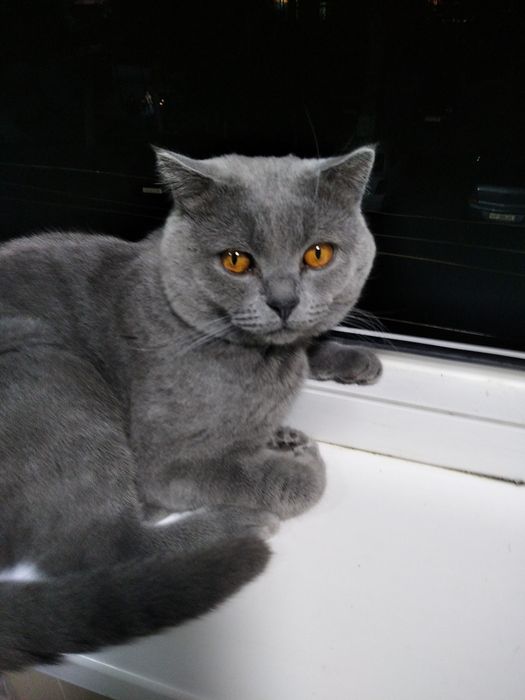 Britan mushugi juftlash uchun(вязка)