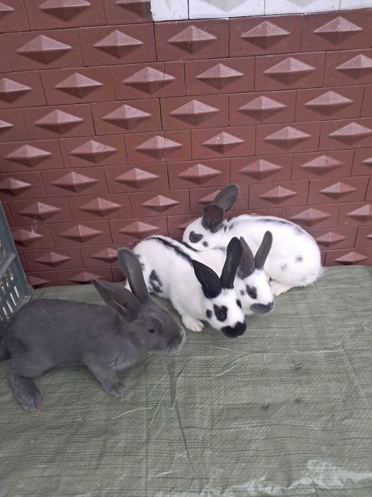 Vand Fluture german rasa pura maturi si pui !