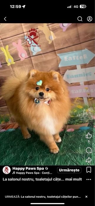 Pomeranian orange mascul URGENT