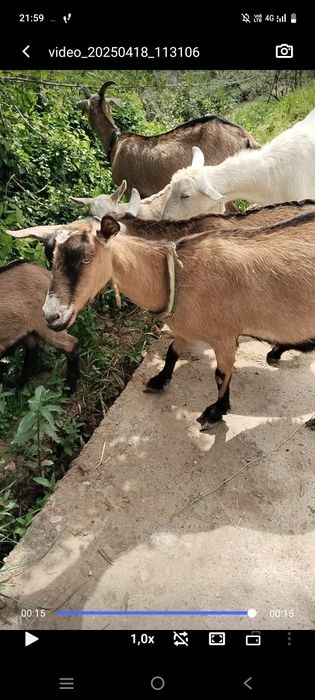Assalom aleykum alpin echkimiza sotiladi