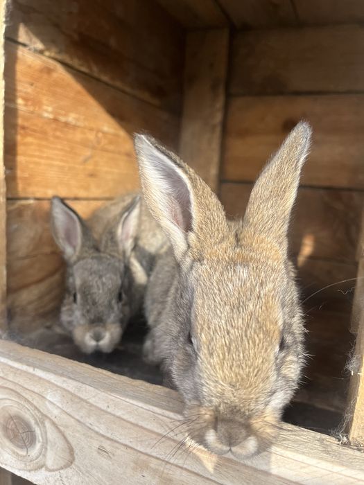 Продам кроликов 4000 т