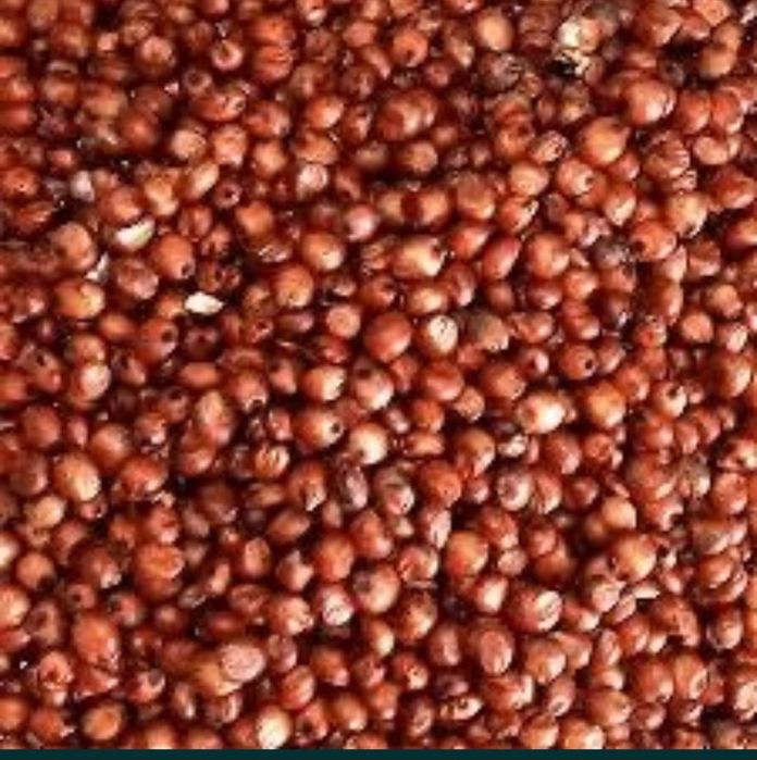Sămânță Mazariche pentru Borceag, Sorg Roșu, Sudan, Ovăz, Orzoaica