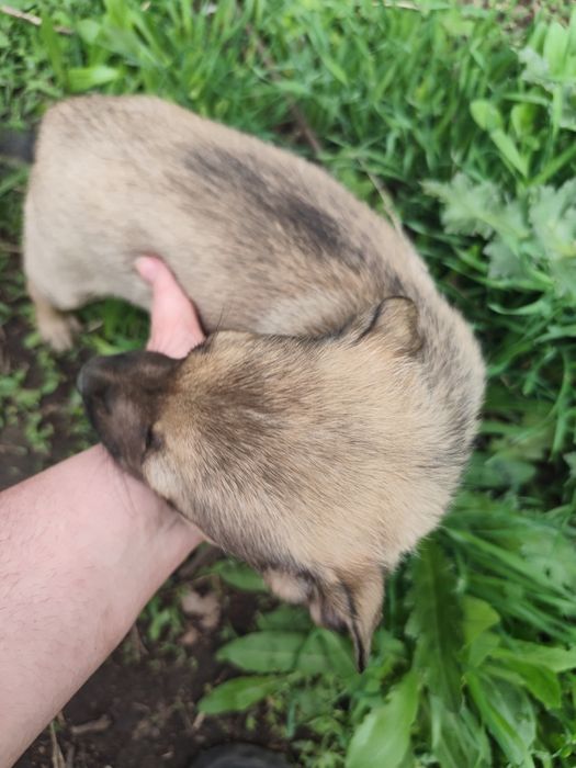 Щенок девочка собака сука ищет себе семью