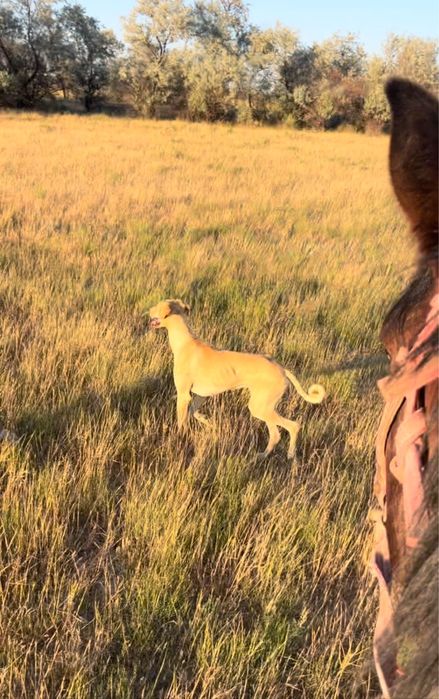 Тазы Сатылады -тазы продается