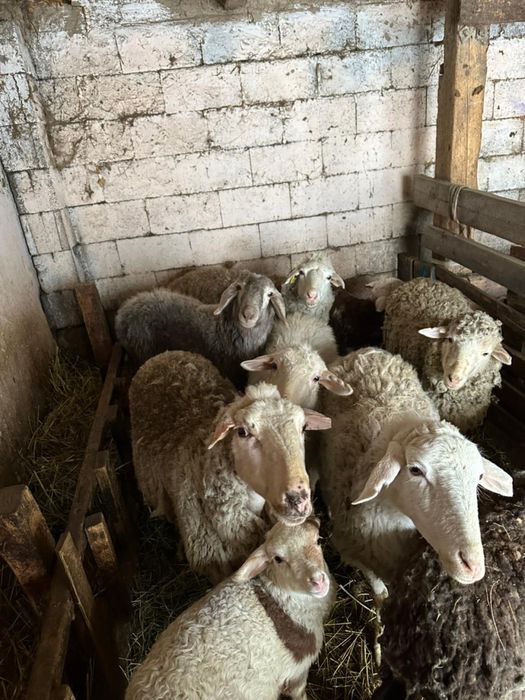 Продам баранов , кошкаров