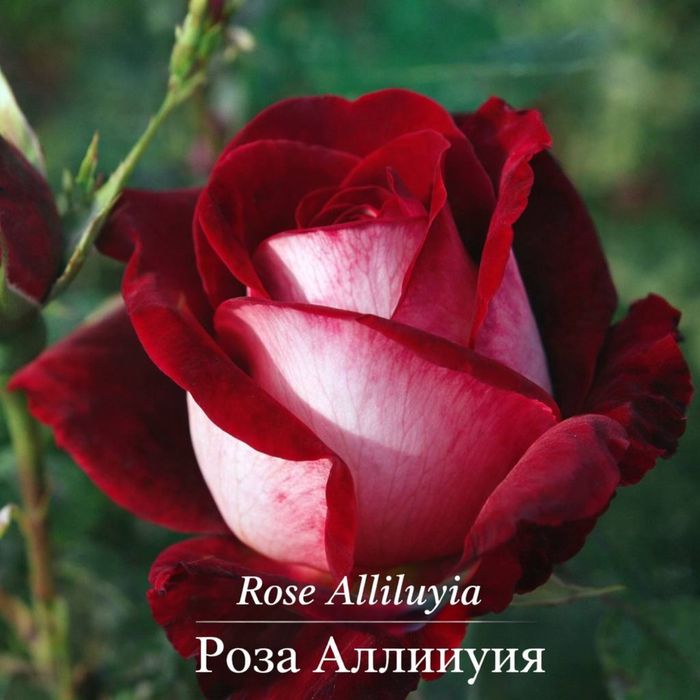 Саженцы, розы, ели