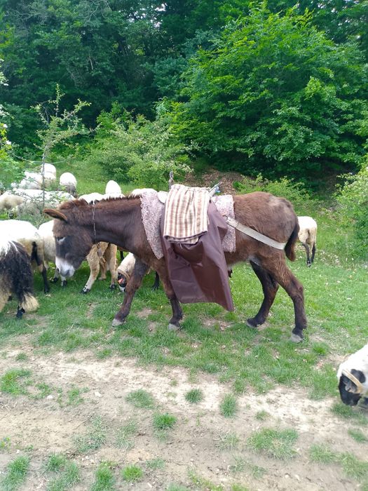 Vând măgăriță gestantă