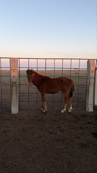 Тайлар сатылады 5 бас