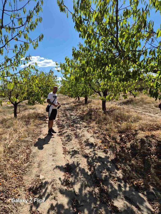 Продава се Земеделски имот в с. Виноградец, Област Пазарджик -  кв.м за 1913 €/дка - Снимка #2