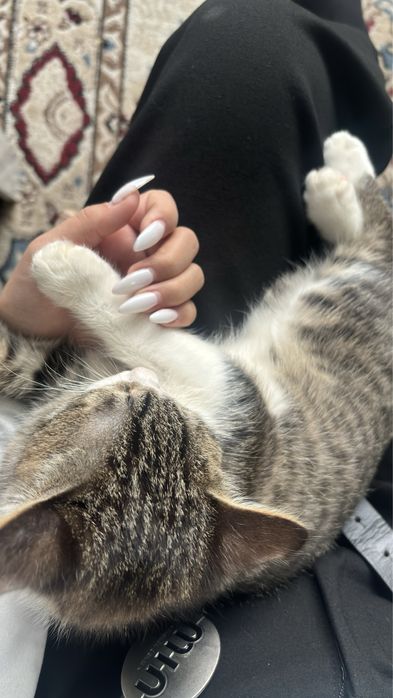 Милая котенок , домашная,знает лоток , умничка