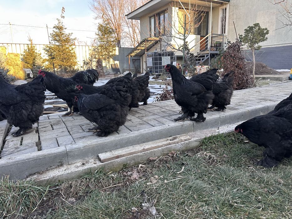 Куры брама черная