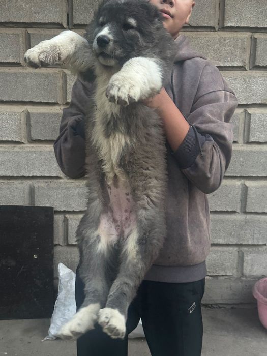 Щенки. Чистокровные Азиат