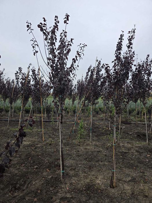 Arbori Decorativi pentru Grădini și Parcuri: Mesteacăn – Tei – Platan – Arțar – Stejar