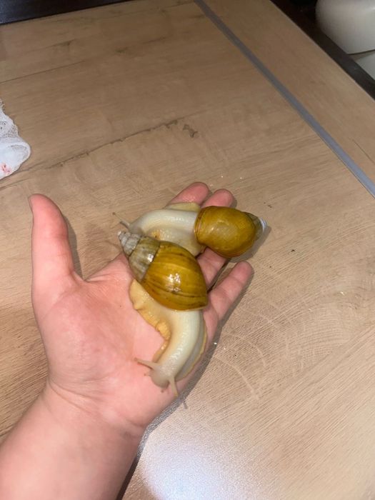Продам улиток недорого